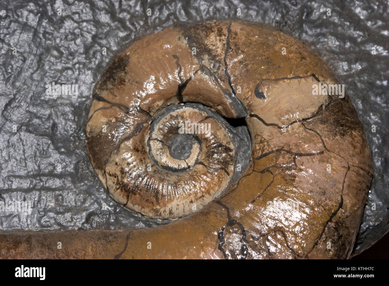 Fossil Ammonite, Ancyloceras, from Rusia, Stock Photo