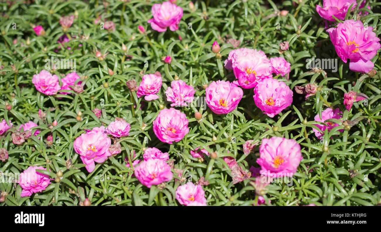 Beautiful colorful roses in a rose garden Stock Photo - Alamy