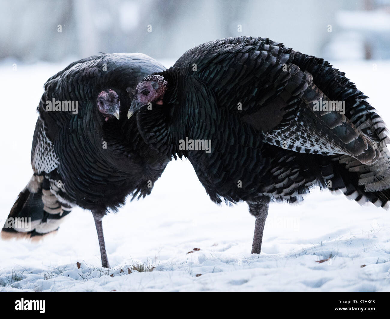 Close up of a pair of turkeys with their heads together each standing