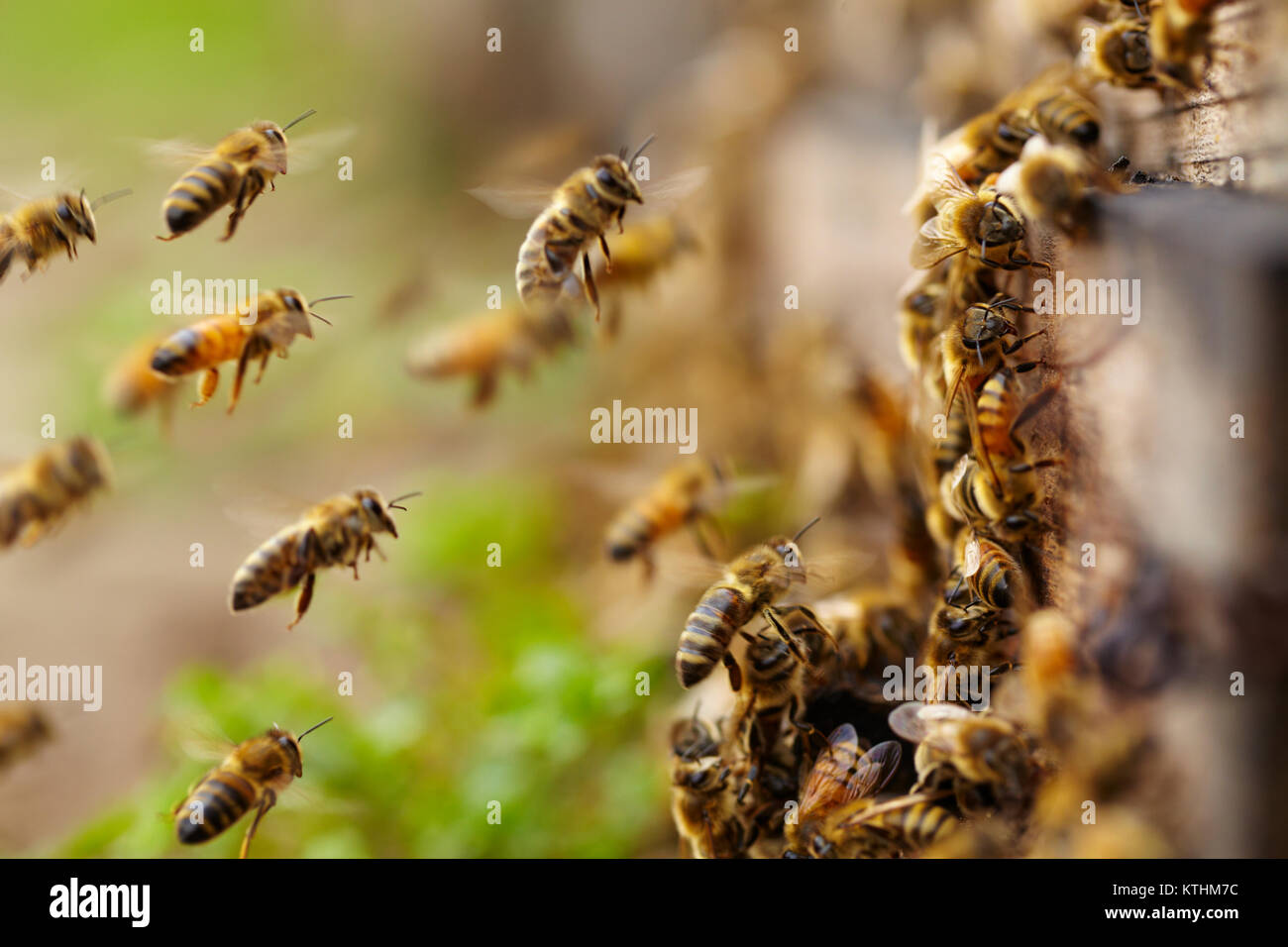 close up of bees flying near the hive Stock Photo Alamy