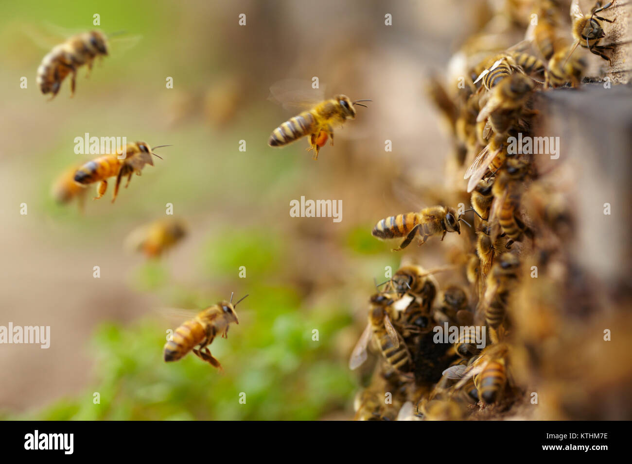 Macro honey bee hi-res stock photography and images - Alamy