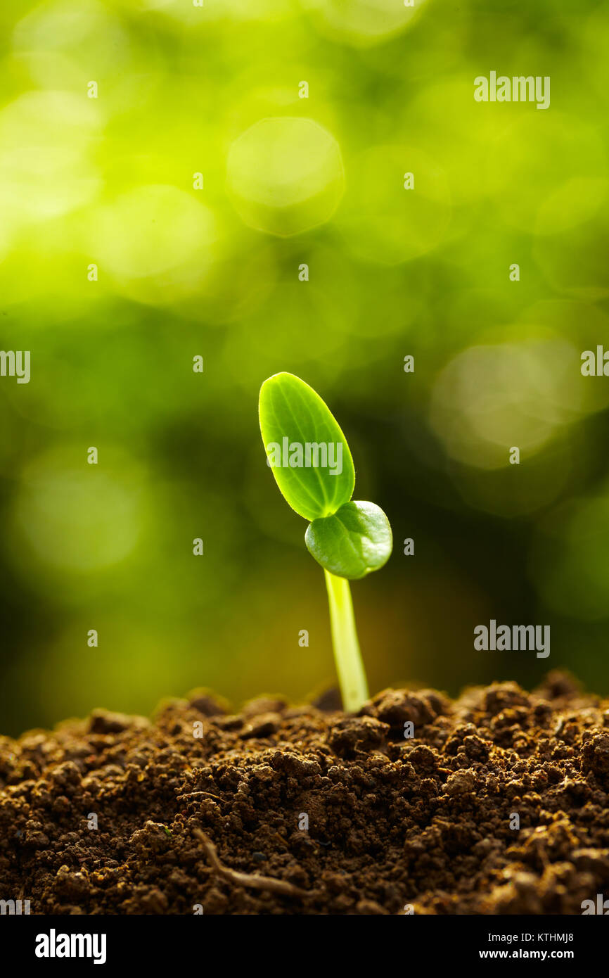 Close up of Spring bud Growing with Bright Green nature background ...