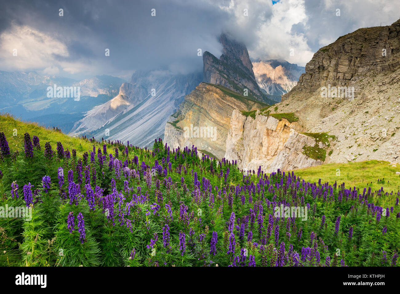 Flowering of Aconitum napellus flowers on Seceda mountain. Odle peaks and cloudy sky. The Gardena Dolomites. Ortisei. Italian Alps. Europe. Stock Photo