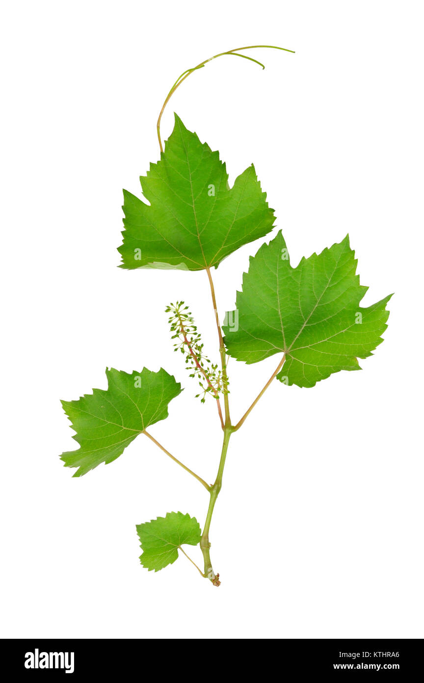 Grape leaves isolated on white background Stock Photo Alamy