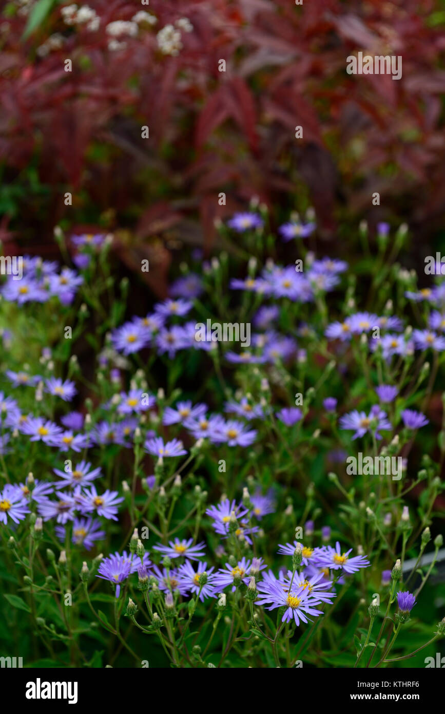 Eurybia × herveyi,syn,Aster macrophyllus Twilight,Twilight big leaf aster,lavender blue,flower,flowers,flowering,profuse,garden,gardens,RM Floral Stock Photo