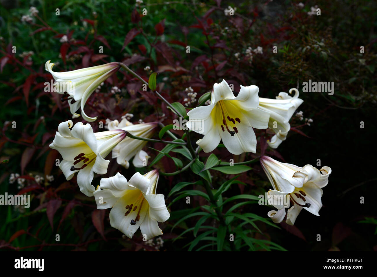 lilium brownii,lily,lilies,white,flower,flowers,trumpet,flowering,plant portraits,closeup,RM Floral Stock Photo