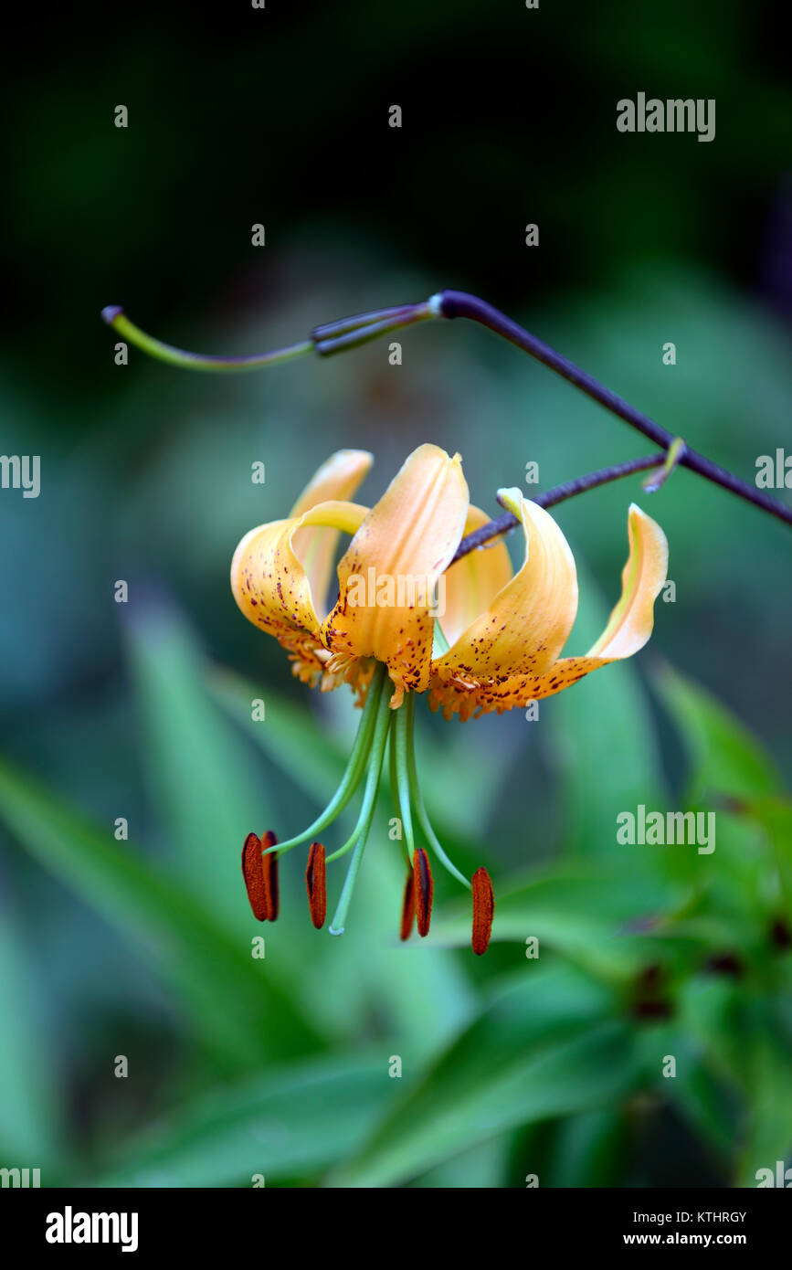lilium henryi,lily,lilies,orange,flowers,speckled,markings,plant portraits,closeup,turks cap,henry's lily,RM floral Stock Photo