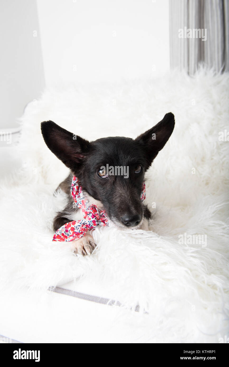 Corgi Mix Stock Photos Corgi Mix Stock Images Alamy
