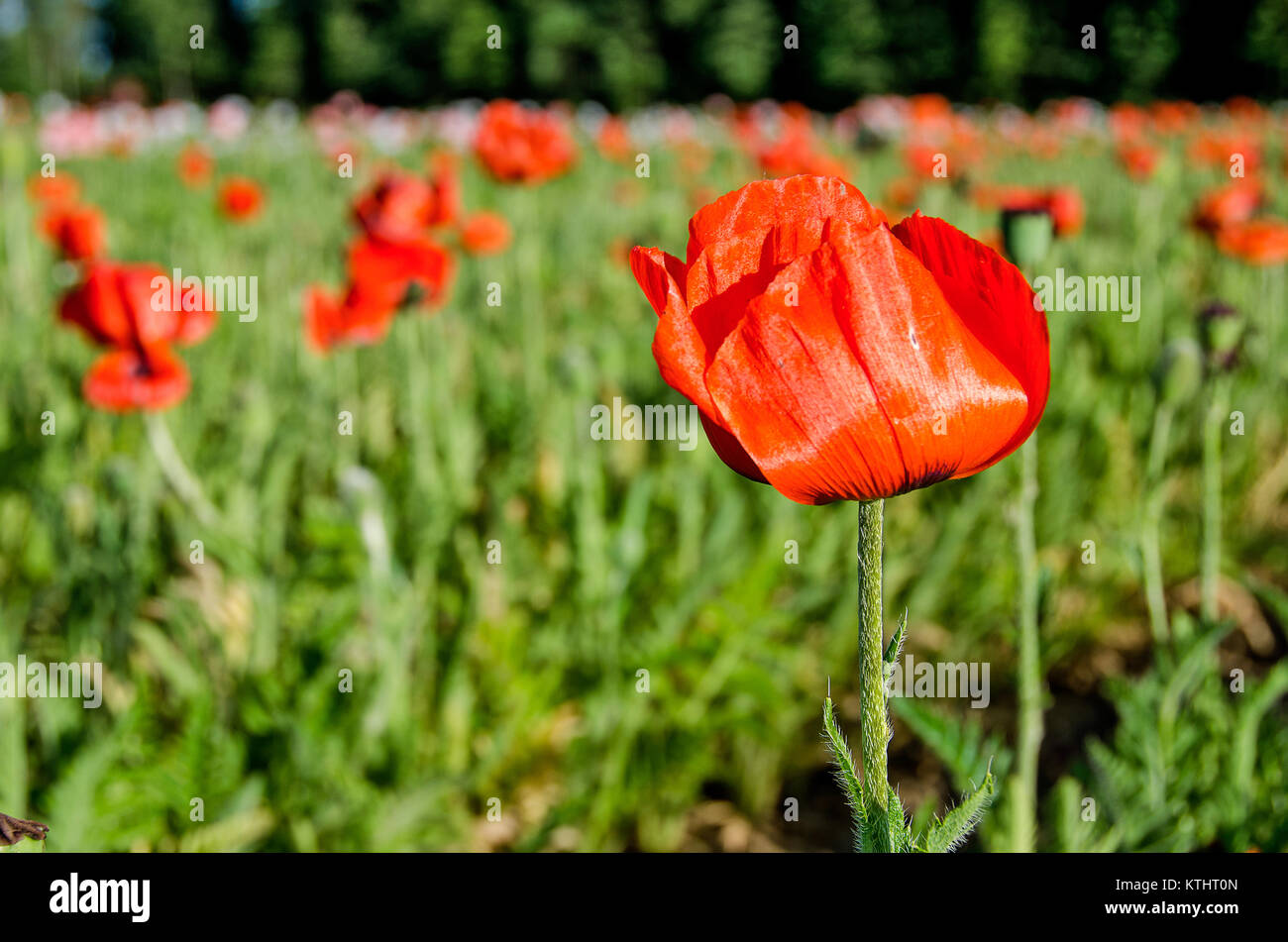 close up of bright orange poppy in field Stock Photo