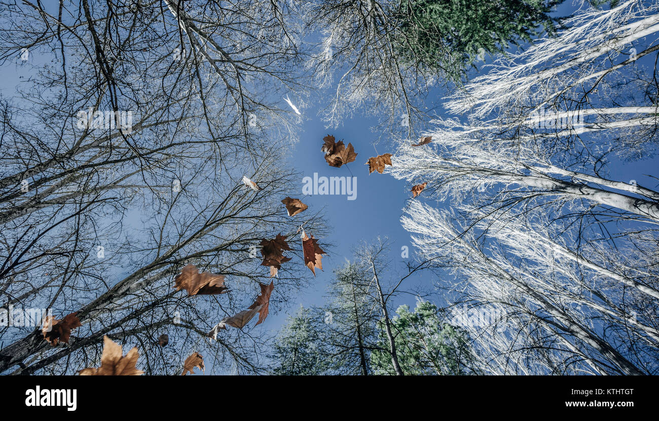 Large leaves falling in the forest Stock Photo