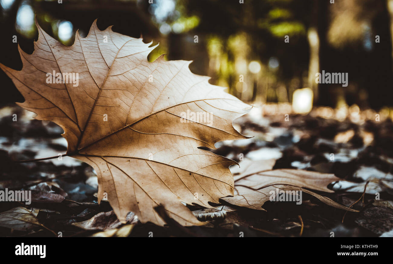 Large leaf fallen on the ground Stock Photo - Alamy