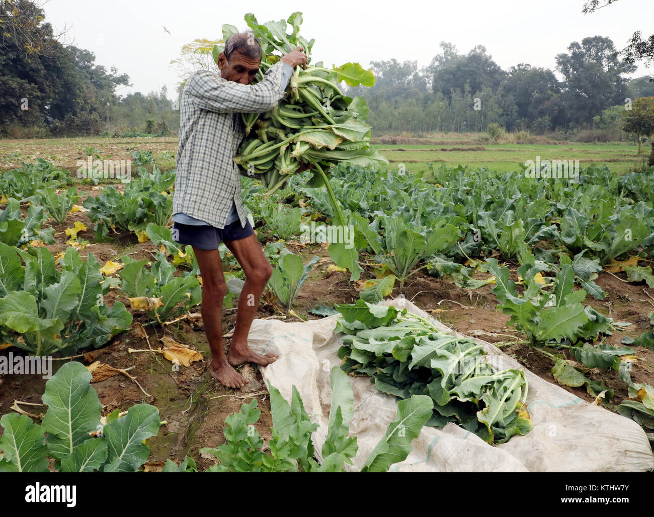Jammu, India. 26th Dec, 2017. An Indian farmer works in a cauliflower