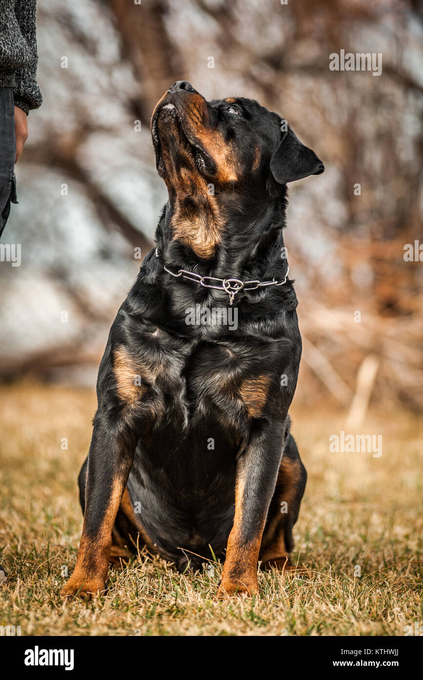 rottweiler single master