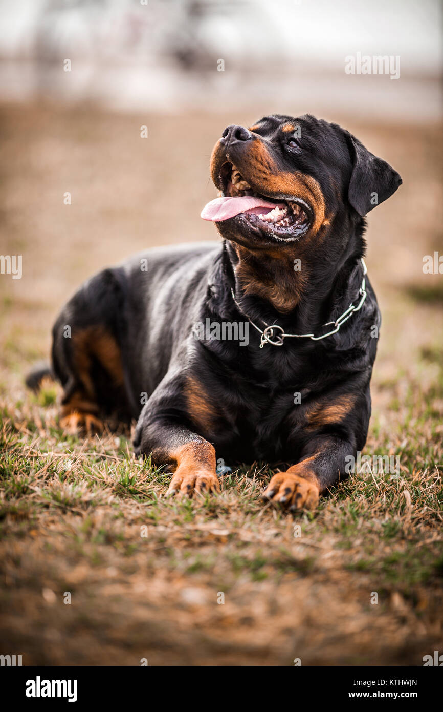 Adorable Devoted Purebred Rottweiler Stock Photo