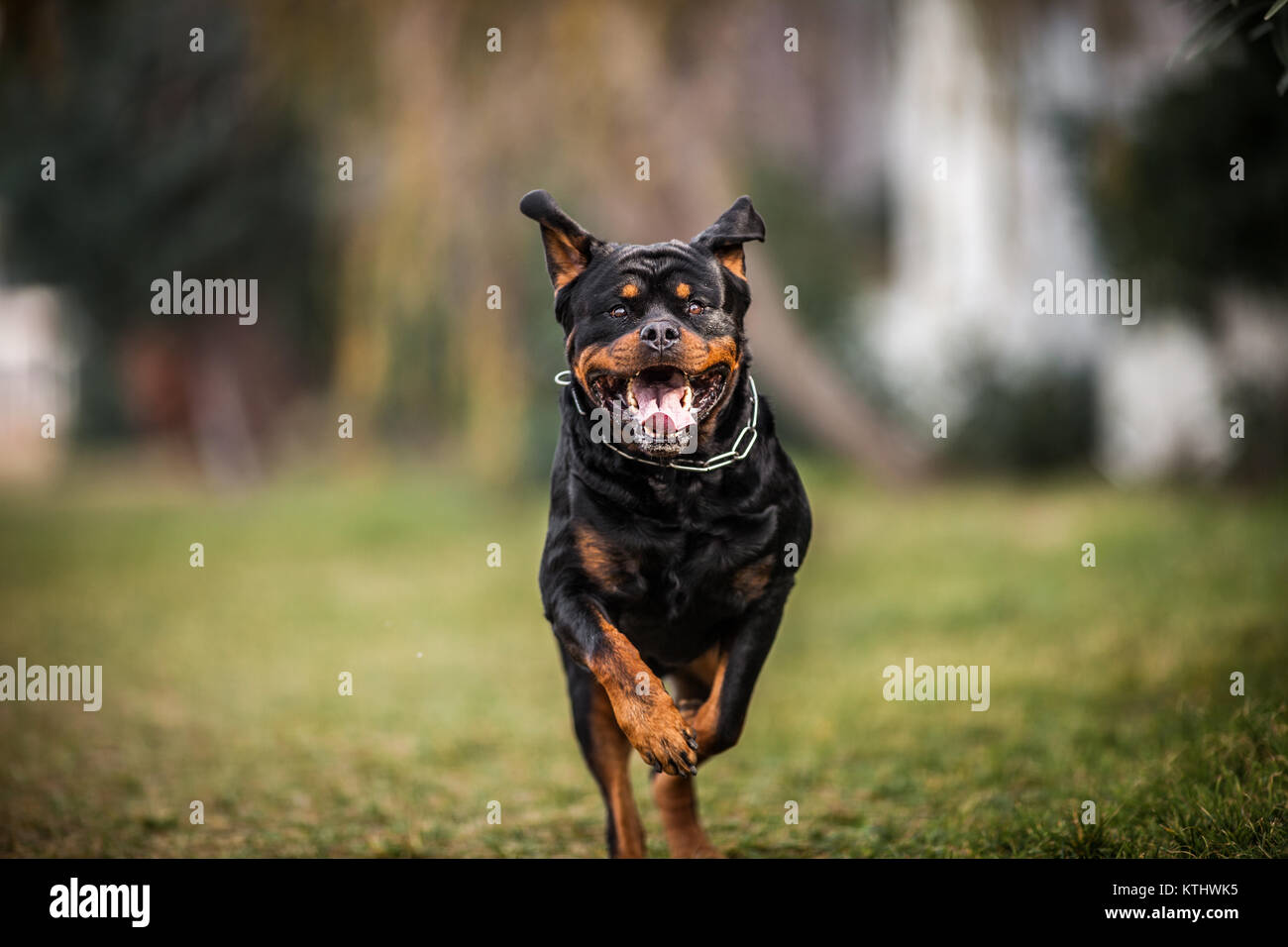 Adorable Devoted Purebred Rottweiler Running, close up Stock Photo - Alamy