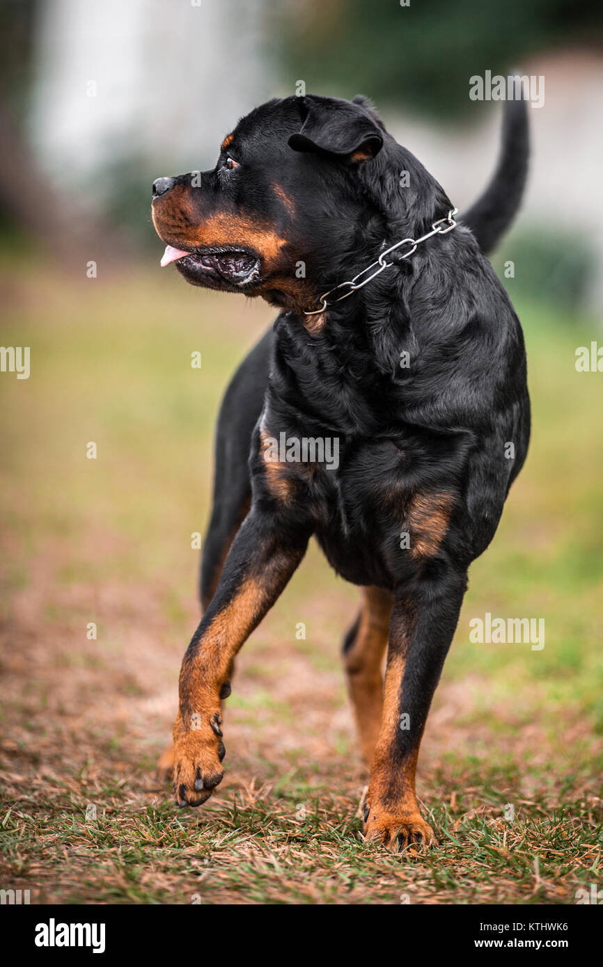 Adorable Devoted Purebred Rottweiler, full body shot standing on green ...