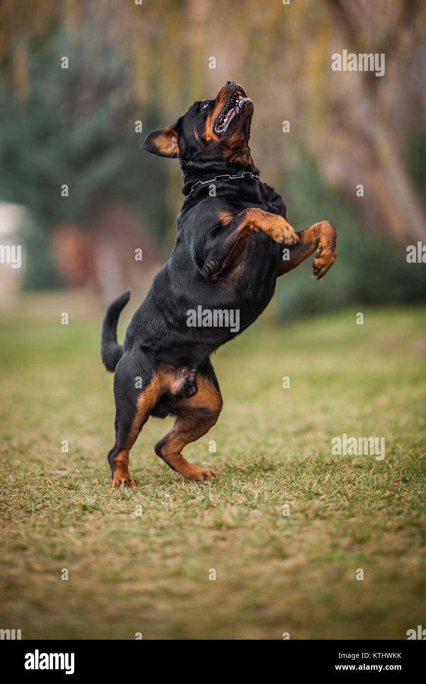 Adorable Devoted Purebred Rottweiler , Jumping Stock Photo