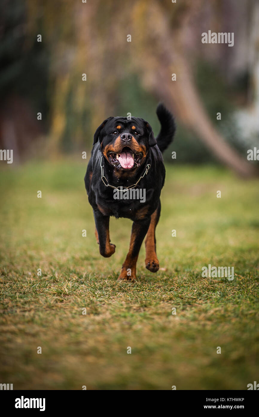 Cute Adorable Devoted Purebred Rottweiler Running Stock Photo Alamy