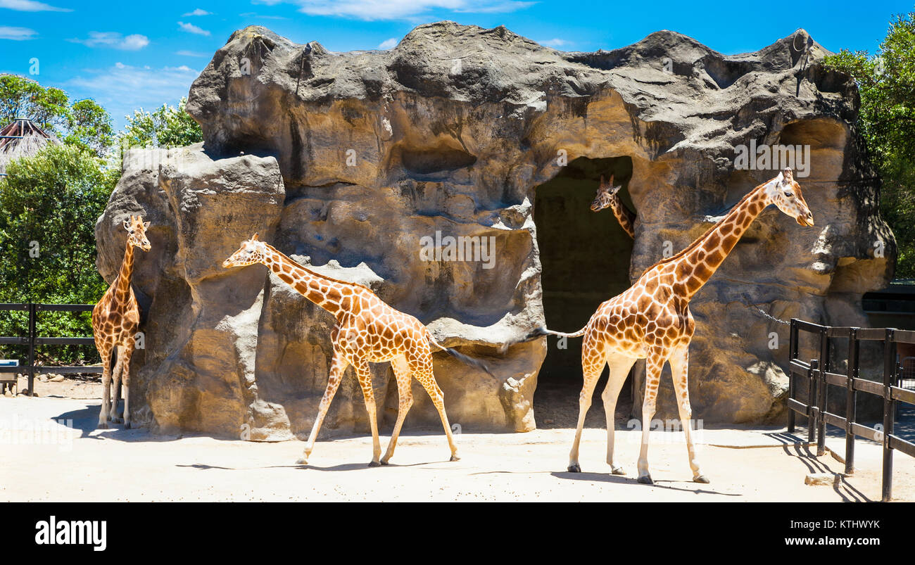 Giraffes at Taronga Zoo, Sydney looks towards the harbour bridge. Australia. Stock Photo