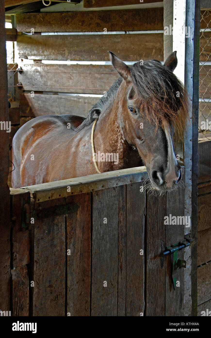 horse Stock Photo