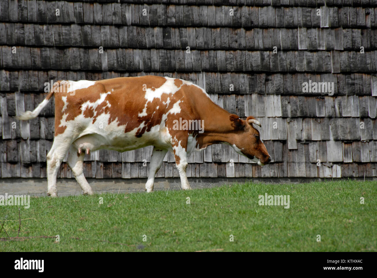 cow Stock Photo