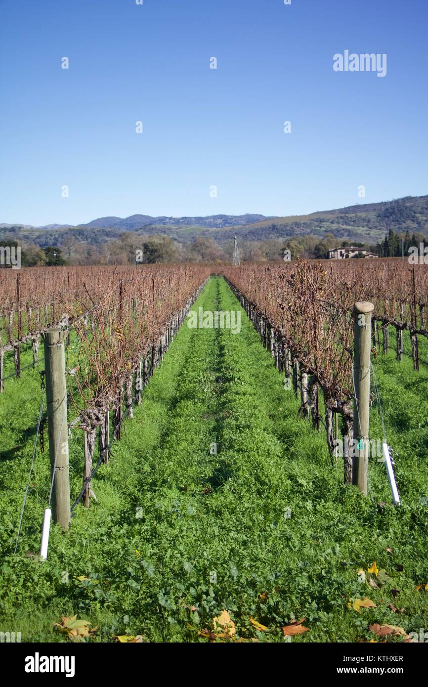 Exterior daytime stock photo of vineyard grape rows at winery in Sonoma, California in Sonoma County on December afternoon Stock Photo
