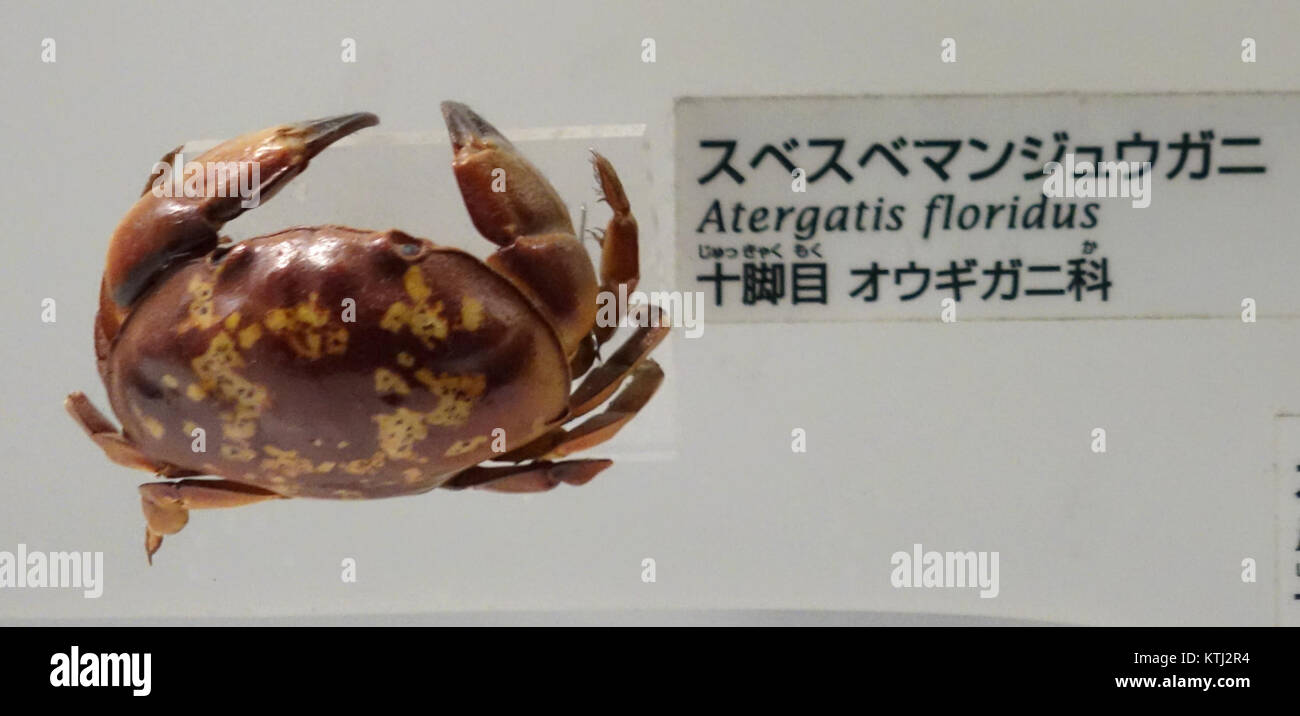 Atergatis floridus is a species displayed at the National Museum of ...