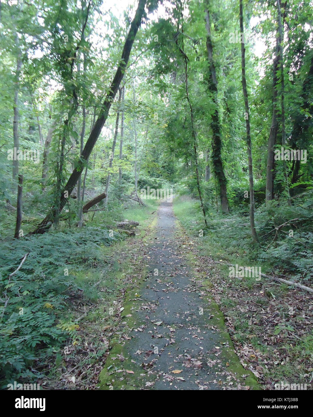 Berkeley Heights NJ path through woody area Stock Photo Alamy