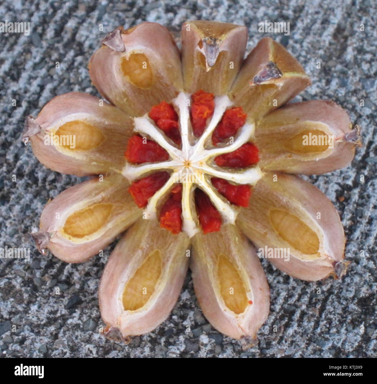 Clusia rosea, commonly known as the autograph tree, displays its open ...