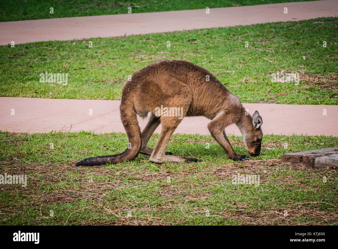 kangaroo eating grass Stock Photo