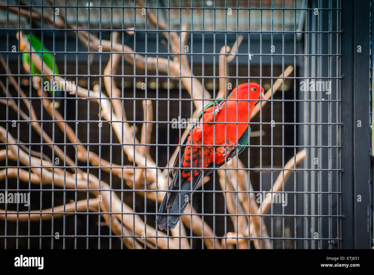 Parrot cage hires stock photography and images Alamy