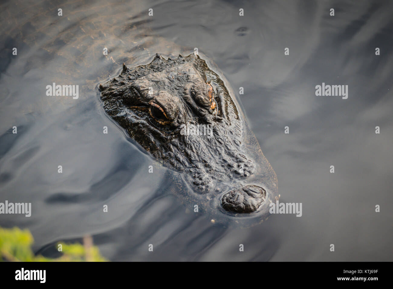 crocodile floating on water Stock Photo