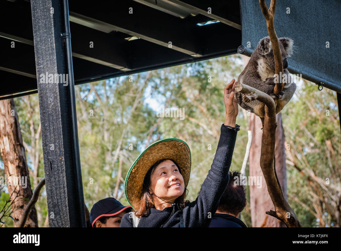 koala bear climbing on a tree Stock Photo - Alamy