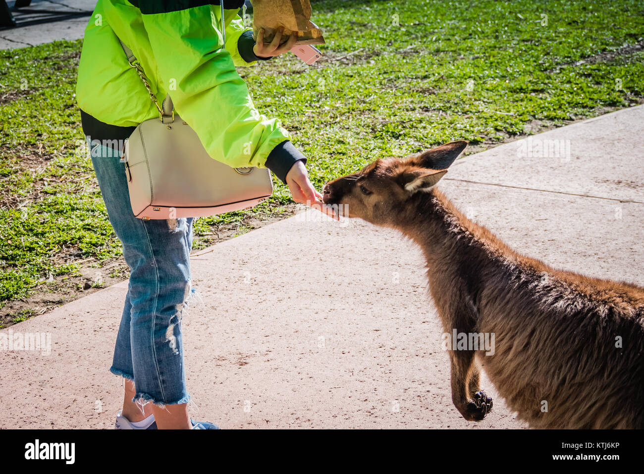 Baby kangaroo hires stock photography and images Alamy