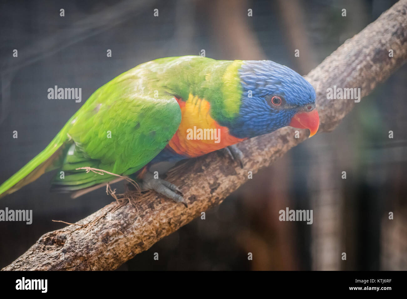 rainbow lorikeet is a species of parrot found in Australia Stock Photo