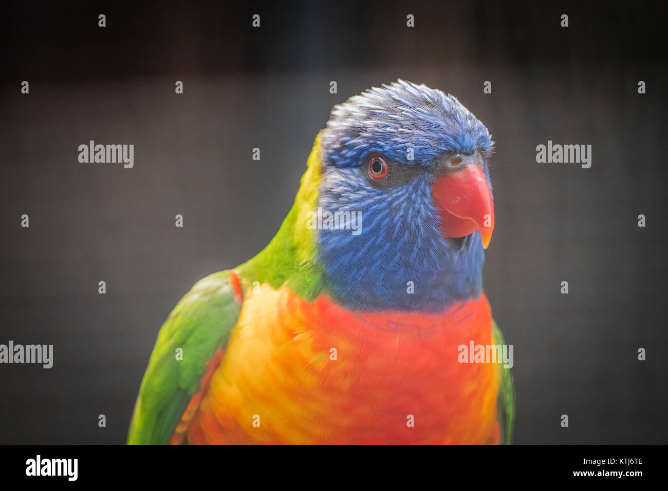 rainbow lorikeet is a species of parrot found in Australia Stock Photo