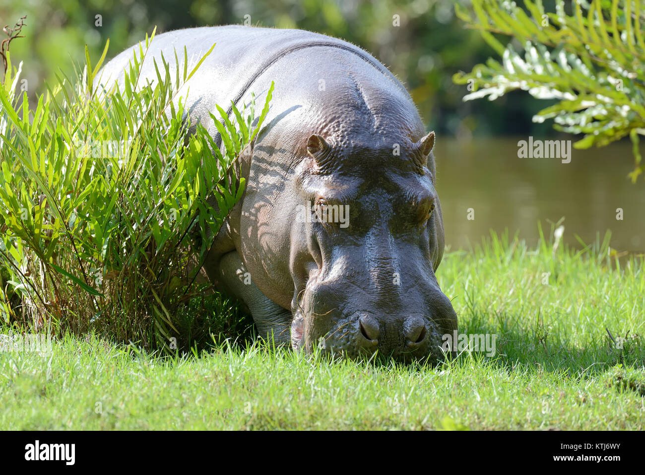 Big hippo in National park of Kenya, Africa Stock Photo