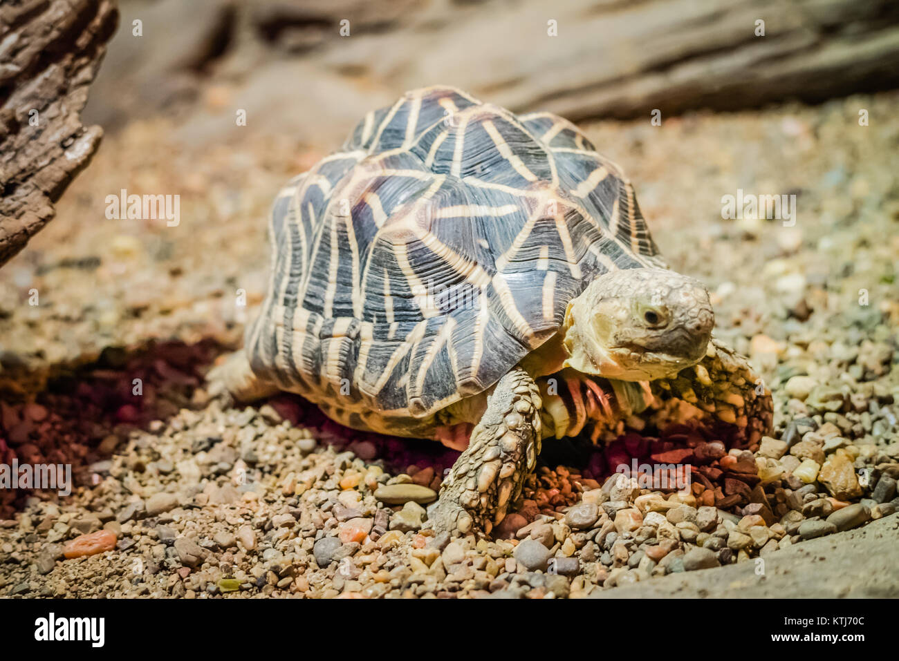 indian star tortoise Stock Photo