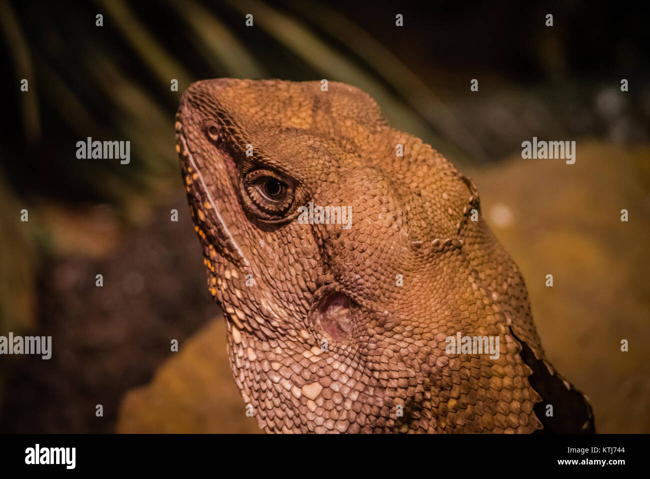 Frilled-neck lizard Stock Photo