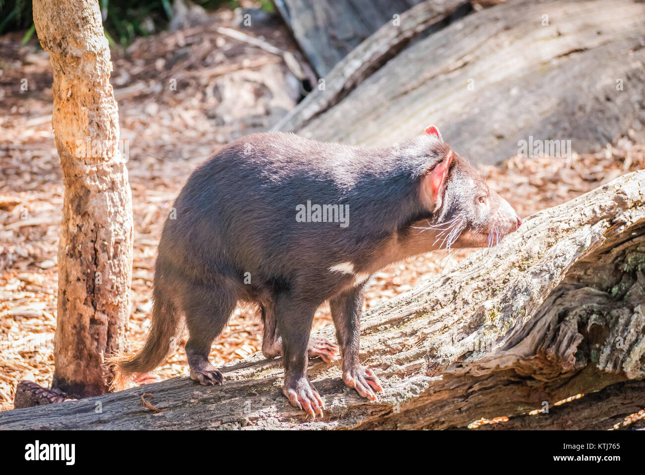 The Tasmanian devil is a carnivorous marsupial of the family Dasyuridae Stock Photo