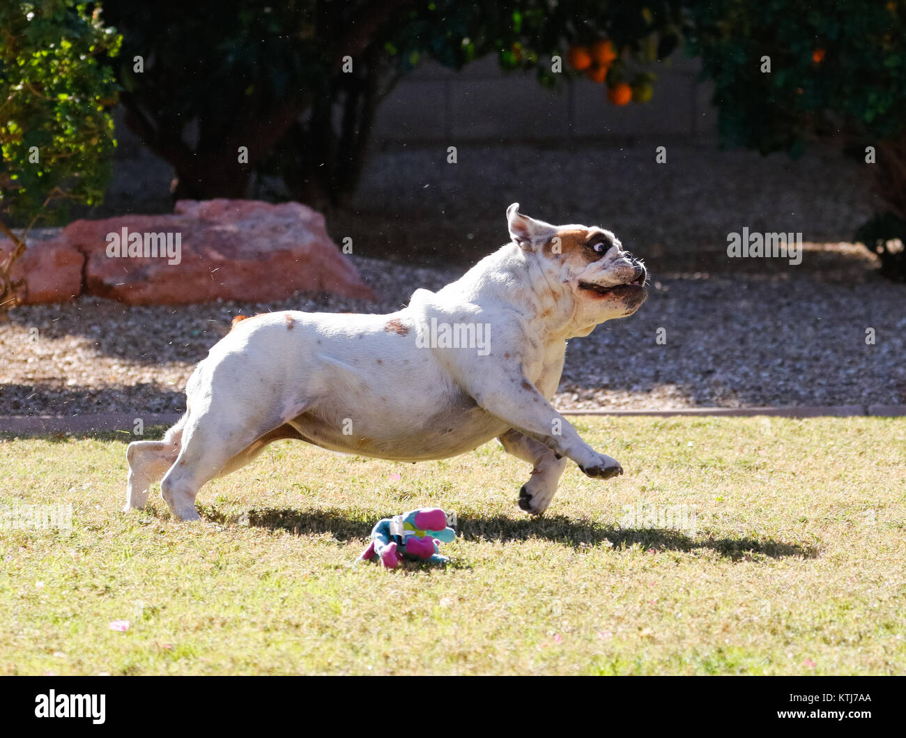 White bulldog in a stretched position while running on the grass Stock Photo