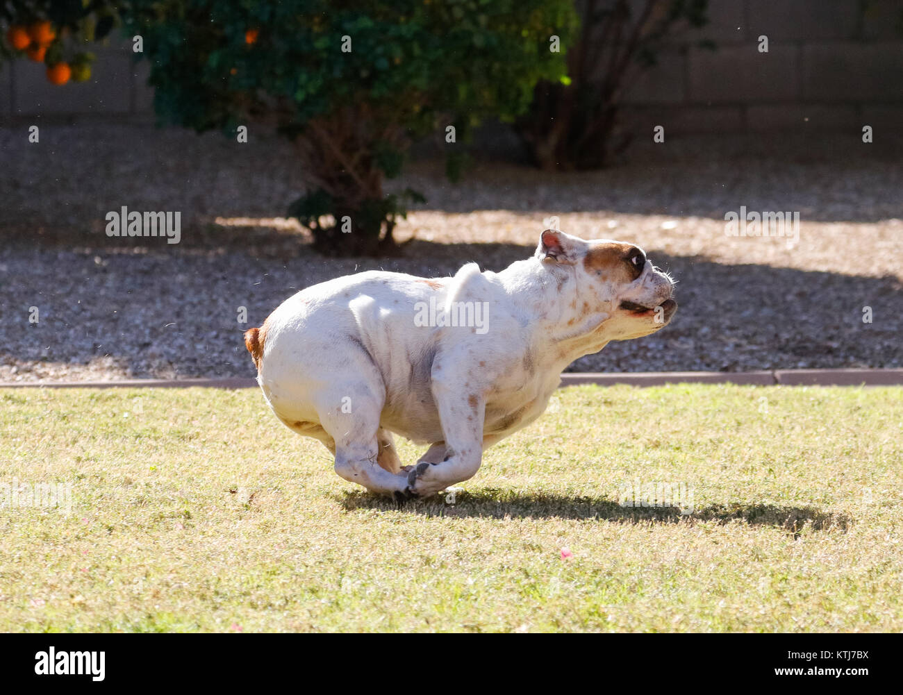 White English bulldog in a tuck on the run position on the grass Stock Photo