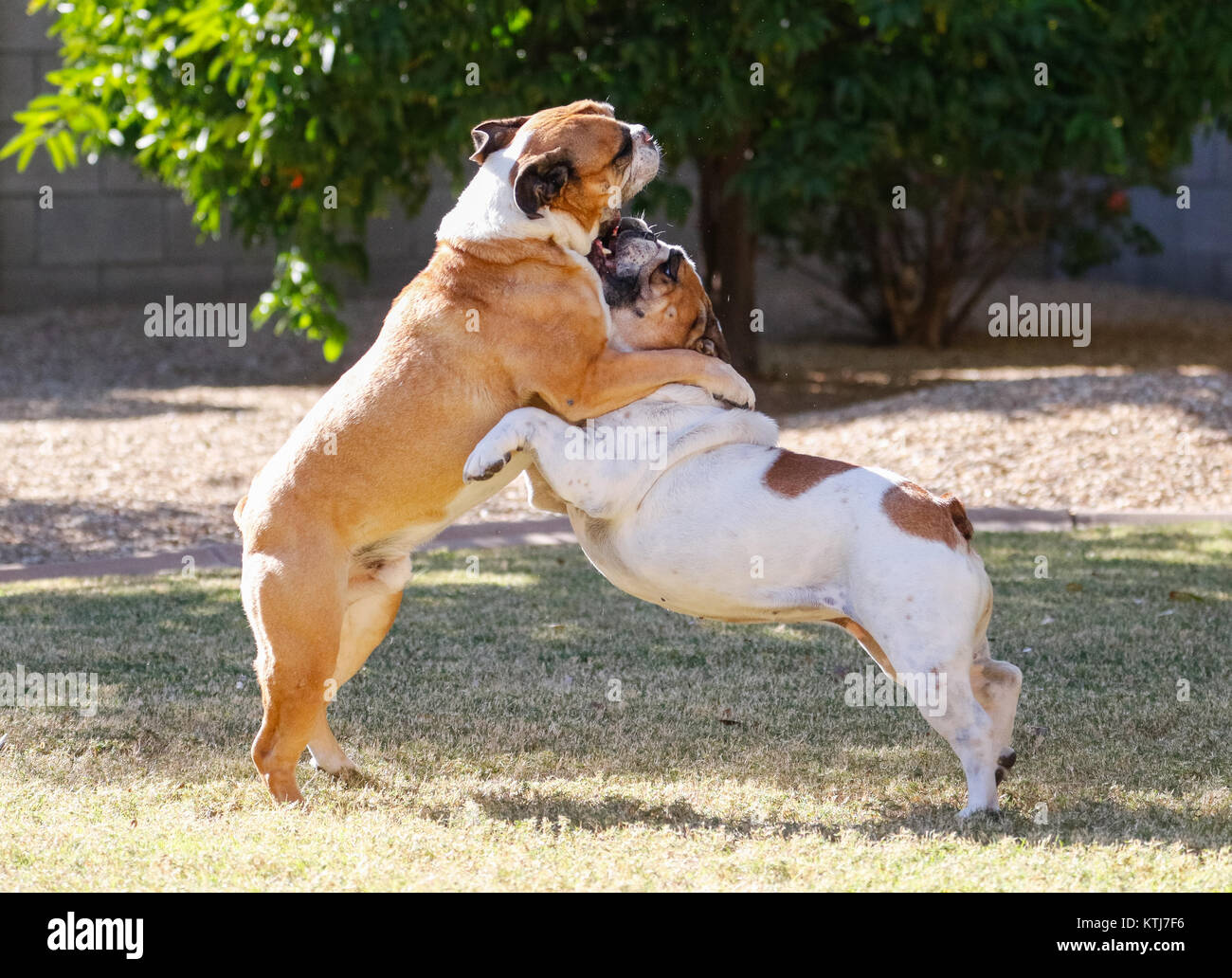 Two bulldogs a-frame up in a play move on the grass Stock Photo