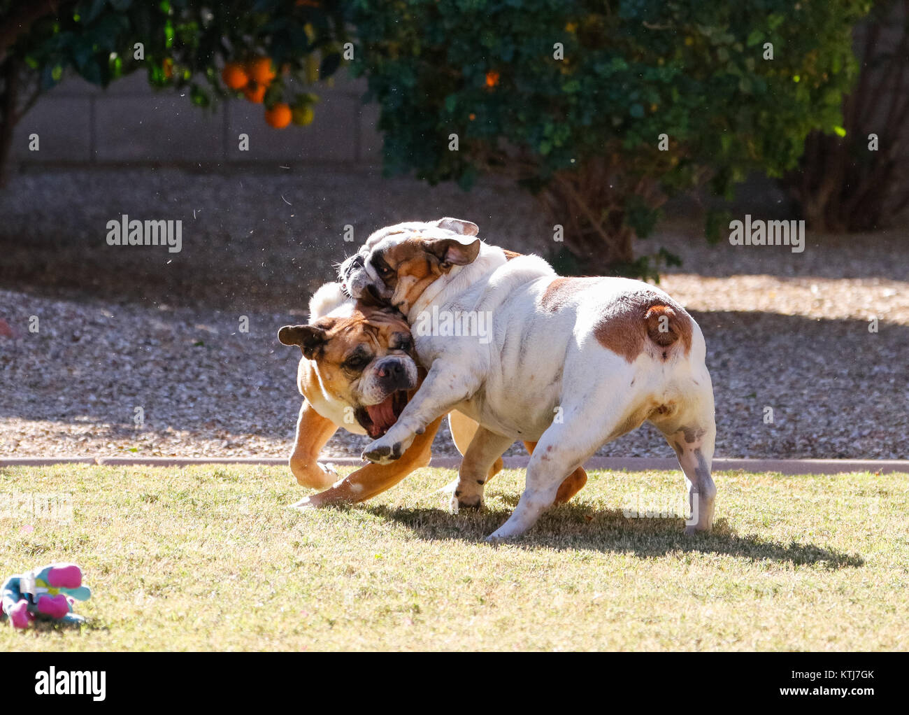 Two bulldogs playing while one grabs the other's leg Stock Photo