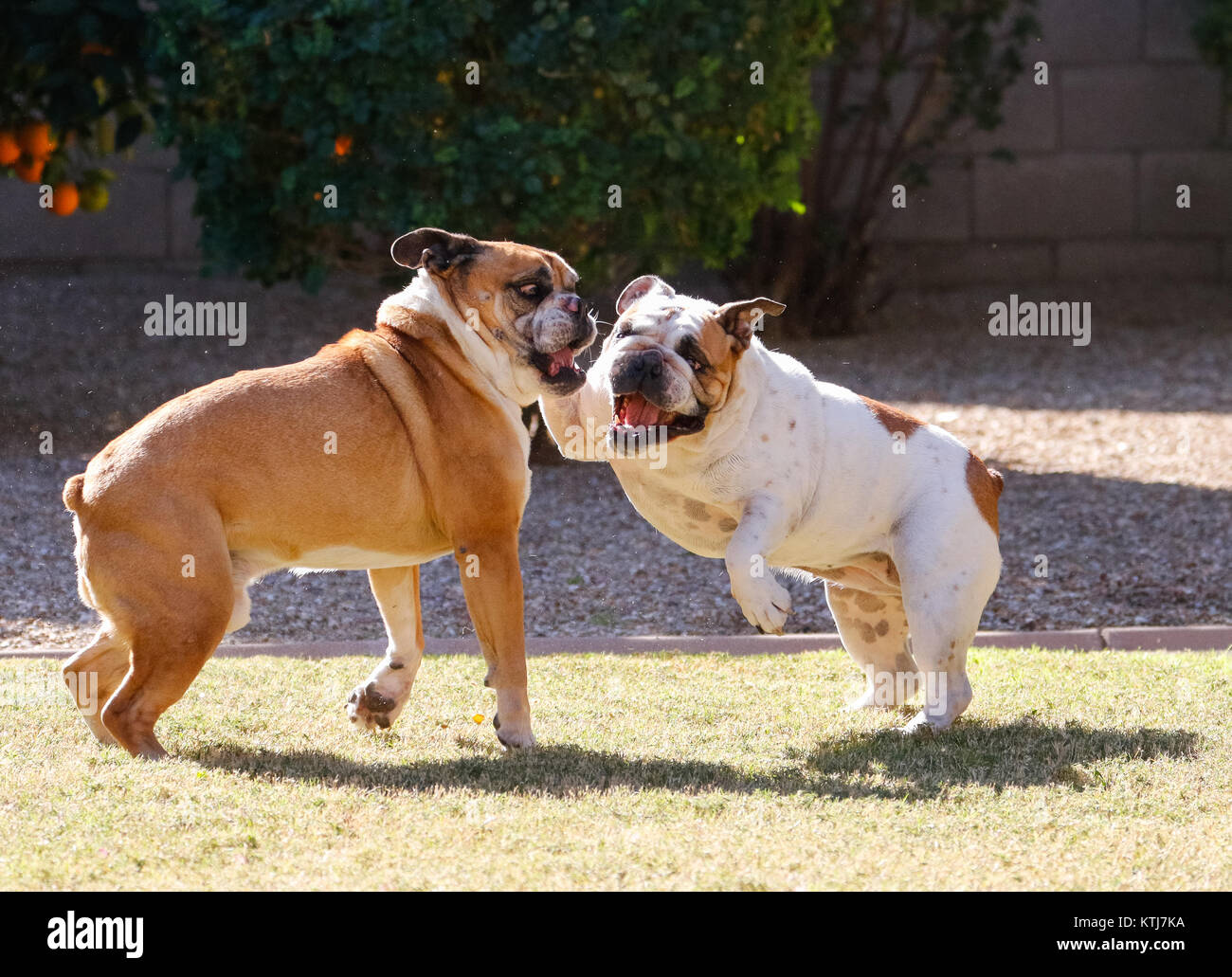 White bulldog playing with a red bulldog on the grass Stock Photo