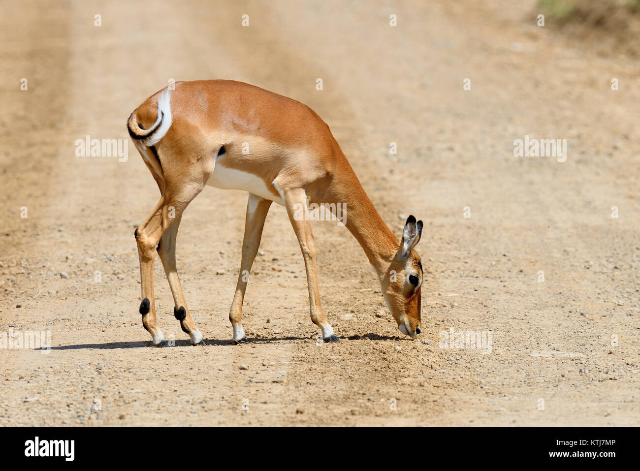 Impala on savanna in National park of Africa, Kenya Stock Photo