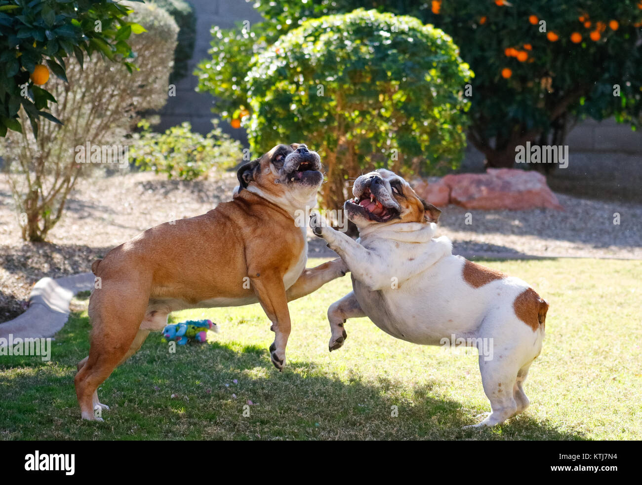 Two bulldogs playing and wrestling in the backyard on the grass Stock Photo
