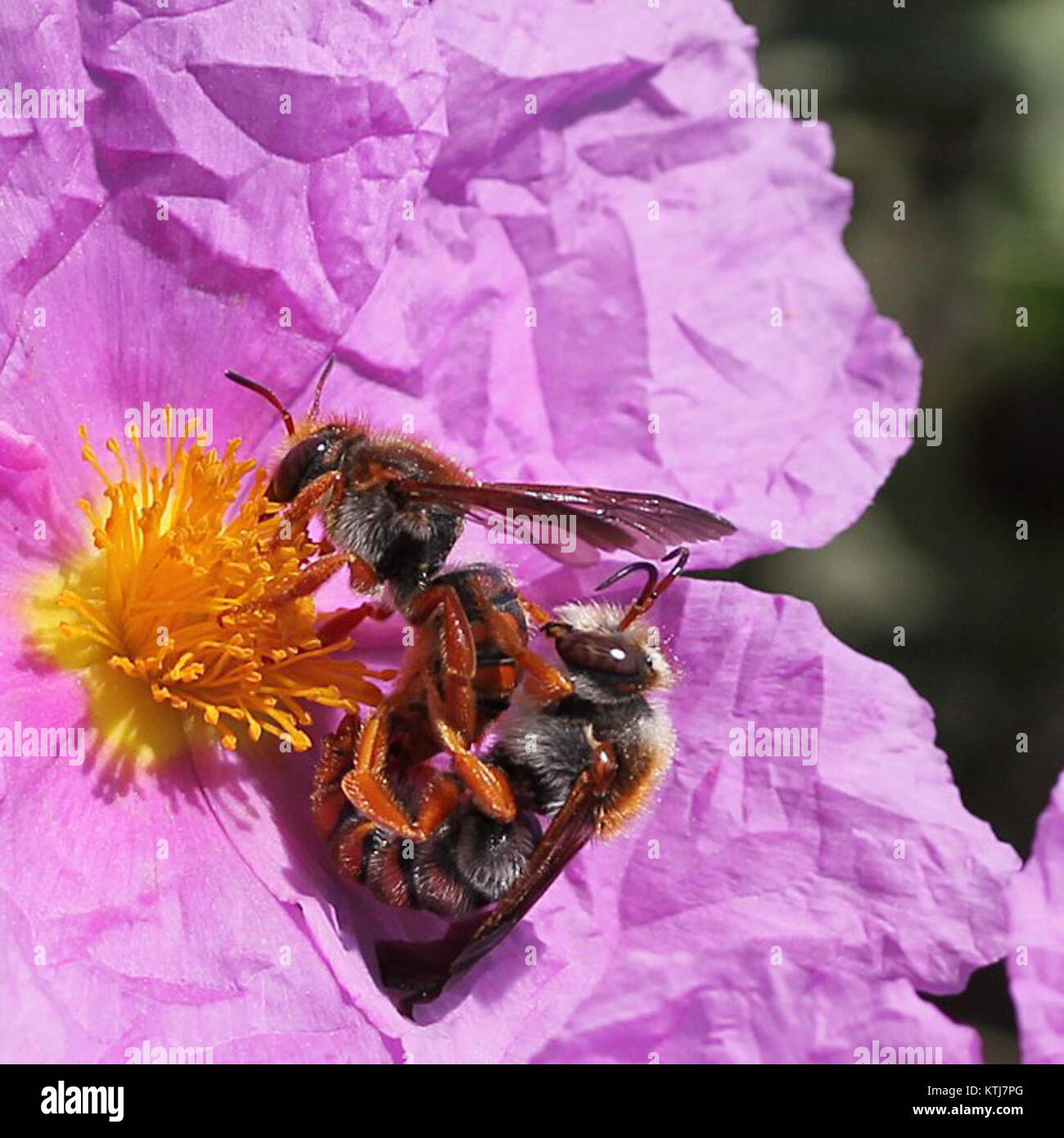 Bees on a rockrose flower illustrate the interaction between ...