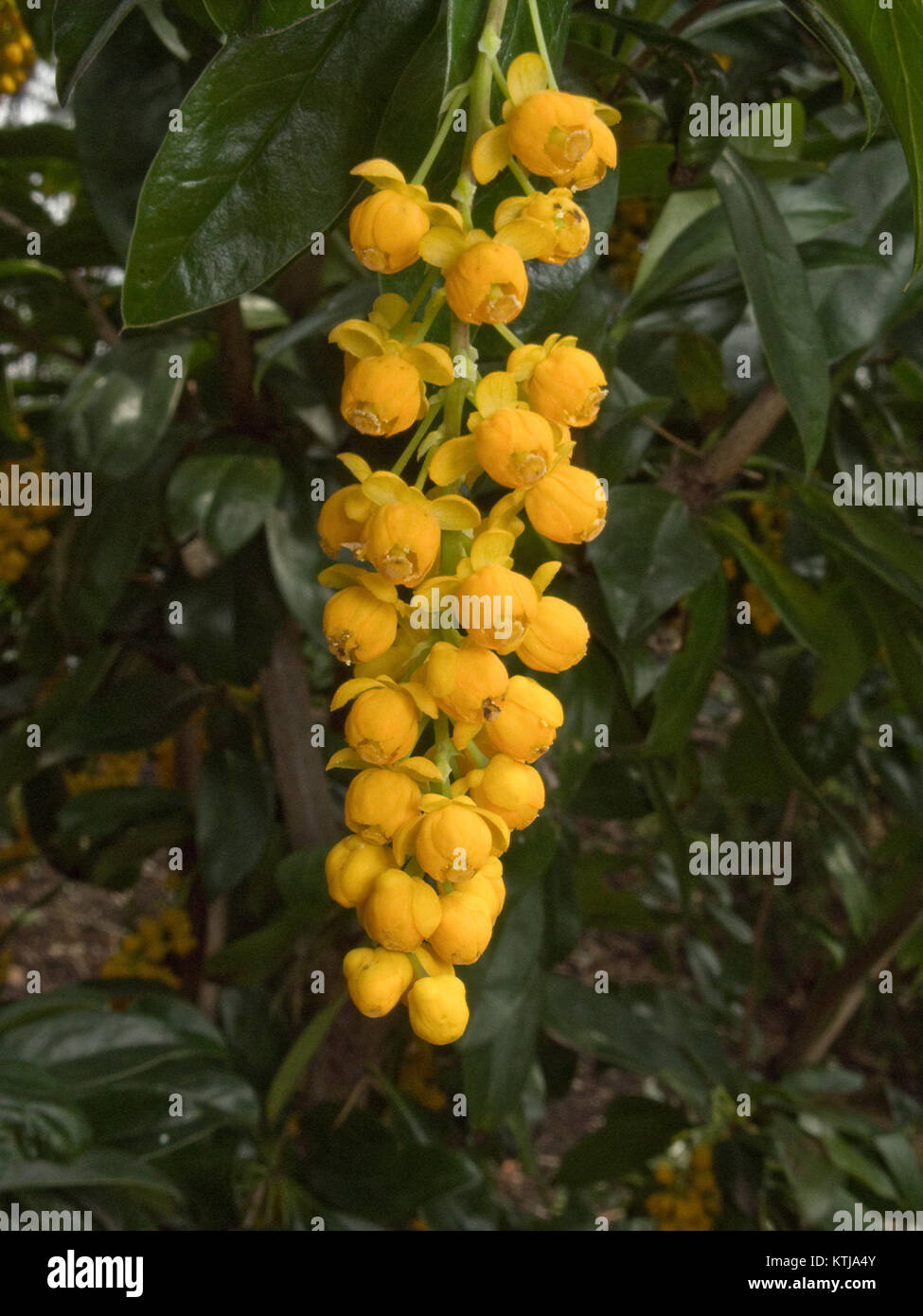 Berberis valdiviana 120502 2 Stock Photo - Alamy