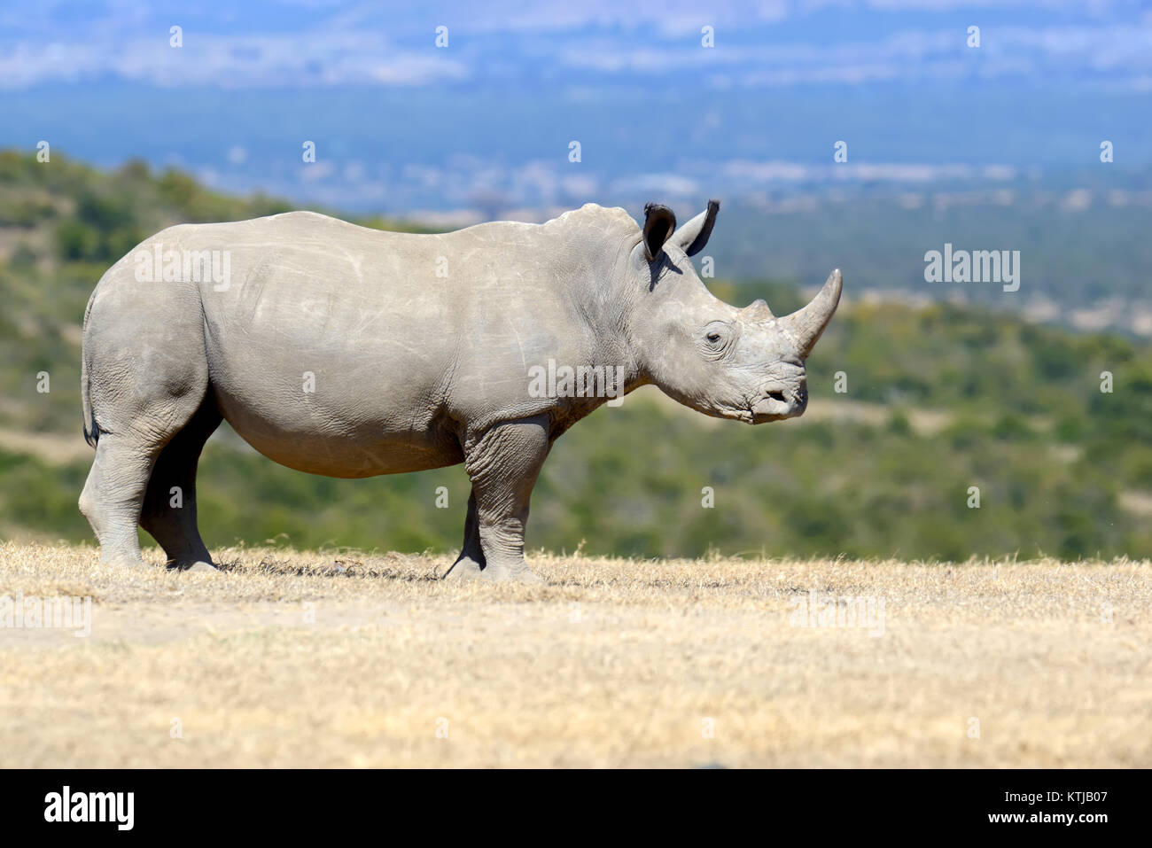 African white rhino, National park of Kenya Stock Photo